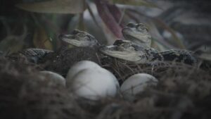 Swamp People: Serpent Invasion 4×13