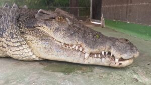 Secrets of the Zoo: Down Under 1×5