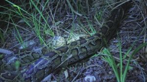 Swamp People: Serpent Invasion 4×14